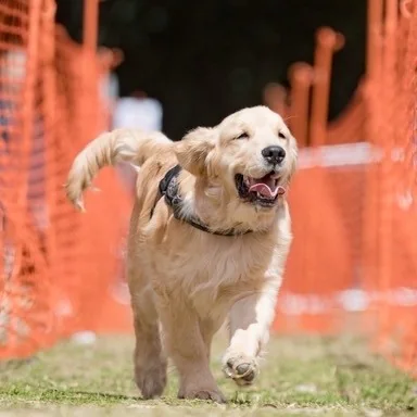 Golden retriever running outdoors